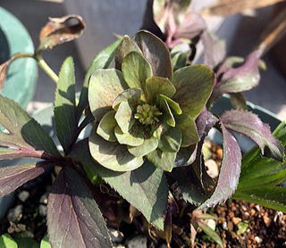 原種クリスマスローズH abruzzicus WM 0027★A123 ヘレボルス アブルジクス | クリスマスローズ